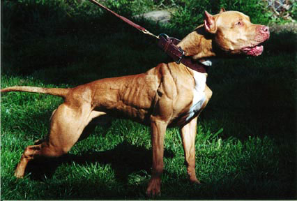 Steroids bad for dogs